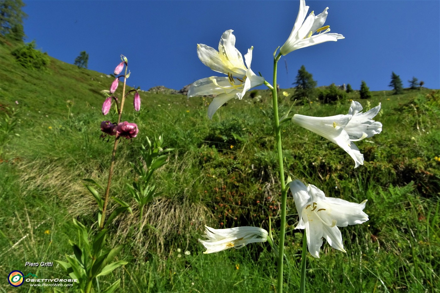 21 Giglio di monte (Paradisea liliastrum) con Giglio martagone (Lilium martagon).JPG -                                